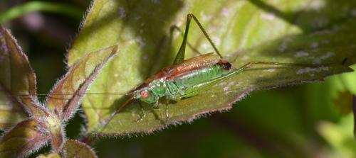 Réf. 330 403 : Conocephalus dorsalis